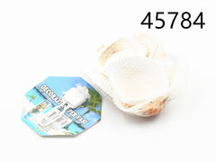 XFR45784 CONCHIGLIA
