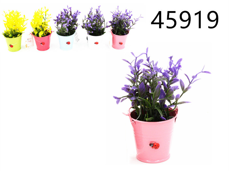 XFR45919 FIORE C/CALAMITE